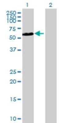 Western Blot: NKIAMRE Antibody [H00051265-B01P] - Analysis of CDKL3 expression in transfected 293T cell line by CDKL3 polyclonal antibody.  Lane 1: CDKL3 transfected lysate(65.12 KDa). Lane 2: Non-transfected lysate.