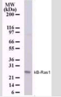 Western Blot: NKIRAS1 Antibody (184C278) - Azide Free [NBP2-33227] - Analysis of human 293 cell lysate probed using 0.5 ug/ml.