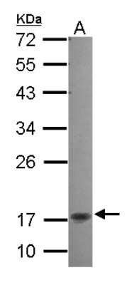 Western Blot NKIRAS2 Antibody - BSA Free