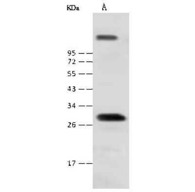 Western Blot: NKX1-2 Antibody [NBP2-99300] - Anti-NKX1-2 rabbit polyclonal antibody at 1:500 dilution. Lane A: Mouse lung tissue lysate. Lysates/proteins at 30 ug per lane. Secondary Goat Anti-Rabbit IgG (H+L)/HRP at 1/10000 dilution. Developed using the ECL technique. Performed under reducing conditions. Predicted band size: 32 kDa