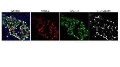 Immunohistochemistry-Frozen: NKX2.2 Antibody (NX2/294) - Azide and BSA Free [NBP2-33058] - Analysis of NKX2.2 in human pancreas frozen tissue section using NKX2.2 antibody. Image from verified customer review.