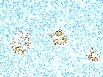 Immunohistochemistry-Paraffin: NKX2.2 Antibody (NX2/294) - Azide and BSA Free [NBP2-33058] - Formalin-paraffin pancreas stained with NKX2.2 Ab(NX2/294).