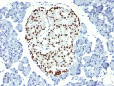 Immunohistochemistry-Paraffin: NKX2.2 Antibody (NX2/294) - Azide and BSA Free [NBP2-33058] - Formalin-fixed, paraffin-embedded Rat Pancreas stained with NKX2.2 Antibody (NX2/294).