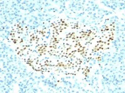 Immunohistochemistry-Paraffin: NKX2.2 Antibody (SPM564) - Azide and BSA Free [NBP2-34799] - Formalin-fixed, paraffin-embedded human pancreas stained with NKX2.2 Monoclonal Antibody (SPM564).