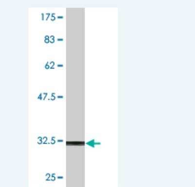 Western Blot: NKX2.3 Antibody (4F4) [H00159296-M02] - detection against Immunogen (31.9 KDa). 