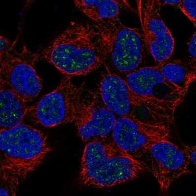 Immunocytochemistry/ Immunofluorescence NKX2-4 Antibody - BSA Free