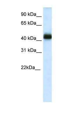 Western Blot NKX2-4 Antibody - BSA Free