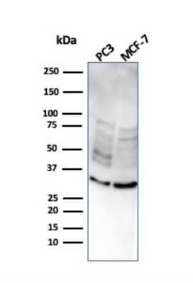Western Blot: NKX2.8 Antibody (NKX28/2547) - Azide and BSA Free [NBP3-08561] - Western Blot Analysis of PC3 and MCF-7 cell lysate using NKX2.8 Mouse Monoclonal Antibody (NKX28/2547).