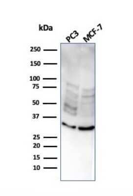 Western Blot: NKX2.8 Antibody (NKX28/2547) [NBP3-07611] - Western Blot Analysis of PC3 and MCF-7 cell lysate using NKX2.8 Mouse Monoclonal Antibody (NKX28/2547).