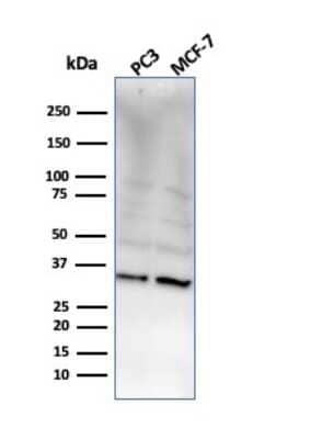 Western Blot: NKX2.8 Antibody (NKX28/2548) - Azide and BSA Free [NBP3-08638] - Western Blot Analysis of PC3 and MCF-7 cell lysate using NKX2.8 Mouse Monoclonal Antibody (NKX28/2548).