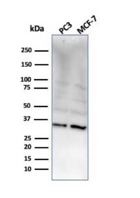 Western Blot: NKX2.8 Antibody (NKX28/2548) [NBP3-07636] - Western Blot Analysis of PC3 and MCF-7 cell lysate using NKX2.8 Mouse Monoclonal Antibody (NKX28/2548).