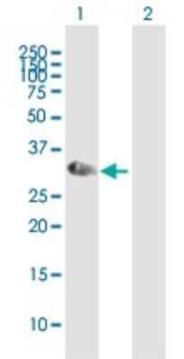 Western Blot: NKX2.8 Antibody [H00026257-B01P] - Analysis of NKX2-8 expression in transfected 293T cell line by NKX2-8 polyclonal antibody.  Lane 1: NKX2-8 transfected lysate(26.29 KDa). Lane 2: Non-transfected lysate.