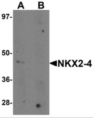 Western Blot NKX2-4 Antibody - BSA Free