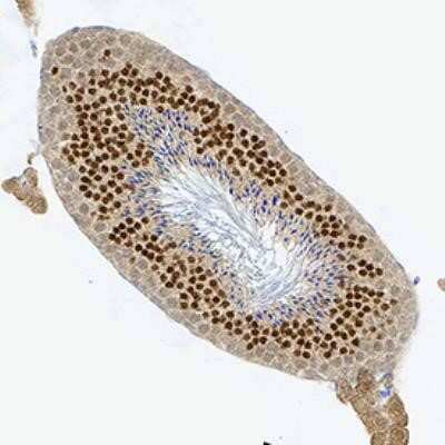 Immunohistochemistry-Paraffin: NKX3.1 Antibody (0361) - Azide and BSA Free [NBP2-80880] - NKX3.1 was detected in immersion fixed paraffin-embedded sections of mouse testis using Mouse Anti-Mouse NKX3.1 (0361) Monoclonal Antibody (Catalog # NB100-1828) at 1:300 for 1 hour at room temperature followed by incubation with the Anti-Mouse IgG VisUCy