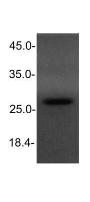 Western Blot: NKX3.1 Antibody (0361) - Azide and BSA Free [NBP2-80880] - analysis of NKX3.1 in HeLa cell lysate using anti-NKX3.1 antibody. Image from verified customer review. Image from the standard format of this antibody.