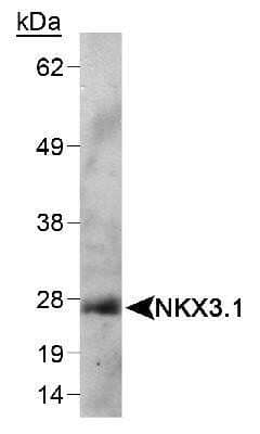 Western Blot: NKX3.1 Antibody (0361) - Azide and BSA Free [NBP2-80880] - Detection of NKX3.1 in mouse testis lysate using NB 100-1828. ECL detection 1 minute. Image from the standard format of this antibody.