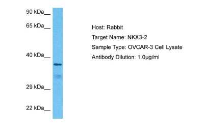 Western Blot: NKX3-2 Antibody [NBP2-87927] - Host: Rabbit. Target Name: NKX3-2. Sample Tissue: Human OVCAR-3 Whole Cell. Antibody Dilution: 1ug/ml