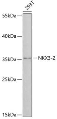 Western Blot: NKX3-2 Antibody [NBP2-93813] - Analysis of extracts of 293T cells, using NKX3-2 at 1:3000 dilution.Secondary antibody: HRP Goat Anti-Rabbit IgG (H+L) at 1:10000 dilution.Lysates/proteins: 25ug per lane.Blocking buffer: 3% nonfat dry milk in TBST.Detection: ECL Basic Kit .Exposure time: