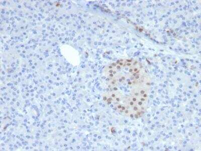 Immunohistochemistry-Paraffin: NKX6.1 Antibody (NKX61/2561) - Azide and BSA Free [NBP2-79872] - Formalin-fixed, paraffin-embedded human pancreas stained with NKX6.1 Mouse Monoclonal Antibody (NKX61/2561).