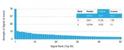 Protein Array: NKX6.1 Antibody (NKX61/2561) - Azide and BSA Free [NBP2-79872] - Protein Array containing more than 19,000 full-length human proteins using NKX6.1 Mouse MAb. The Z-score represents the strength of signal that a monoclonal antibody (in combination with a fluorescently-tagged anti-IgG secondary antibody) produces when binding to a protein. Z-scores are described in units of standard deviations (SD's) above the mean value of all signals generated on that array. If targets are arranged in descending order of the Z-score, the S-score is the difference between the Z-score. S-score therefore represents the relative target specificity of a MAb to its intended target. A MAb is considered specific to its intended target, if the MAb has an S-score of at least 2.5. For example, if a MAb binds to protein X with a Z-score of 43 and to protein Y with a Z-score of 14, then the S-score for the binding of that MAb to protein X is equal to 29.