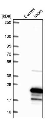 Western Blot: NKX6.3 Antibody [NBP1-92185] - Analysis in control (vector only transfected HEK293T lysate) and NKX6 over-expression lysate (Co-expressed with a C-terminal myc-DDK tag (3.1 kDa) in mammalian HEK293T cells).