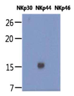 Western Blot: NKp44/NCR2 Antibody (1G6) [NBP2-42683] - The Human recombinant proteins, NKp30, NKp44, and NKp46 (each 20ng per well) were resolved by SDS-PAGE, transferred to PVDF membrane and probed with anti-human NKp44 antibody (1:1000). Proteins were visualized using a goat anti-mouse secondary antibody conjugated to HRP and an ECL detection system.