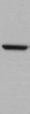 Western Blot NLK Antibody (1C1) - Azide and BSA Free