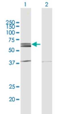 Western Blot: NLK Antibody [H00051701-B02P] - Analysis of NLK expression in transfected 293T cell line by NLK polyclonal antibody.  Lane 1: NLK transfected lysate(57.10 KDa). Lane 2: Non-transfected lysate.