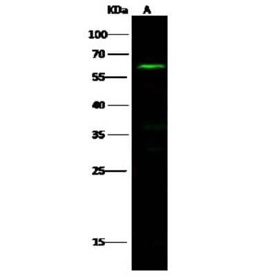 Western Blot: NLK Antibody [NBP2-99830] - Anti-NLK rabbit polyclonal antibody at 1:500 dilution. Lane A: Hela Whole Cell Lysate. Lysates/proteins at 30 ug per lane. Secondary Goat Anti-Rabbit IgG H&L (Dylight 800) at 1/10000 dilution. Developed using the Odyssey technique. Performed under reducing conditions. Predicted band size: 58 kDa. Observed band size: 58 kDa