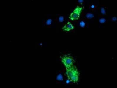 Immunocytochemistry/Immunofluorescence: NLN Antibody (1D6) [NBP2-01693] - Staining of COS7 cells transiently transfected by pCMV6-ENTRY NLN.