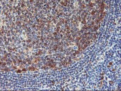 Immunohistochemistry-Paraffin: NLN Antibody (1D6) [NBP2-01693] - Staining of paraffin-embedded Human tonsil using anti-NLN mouse monoclonal antibody.