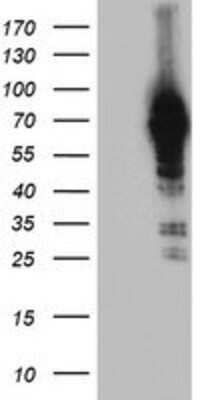 Western Blot: NLN Antibody (1D6) [NBP2-01693] - HEK293T cells were transfected with the pCMV6-ENTRY control (Left lane) or pCMV6-ENTRY NLN (Right lane) cDNA for 48 hrs and lysed. Equivalent amounts of cell lysates (5 ug per lane) were separated by SDS-PAGE and immunoblotted with anti-NLN.