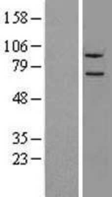 Western Blot: NLN Overexpression Lysate (Adult Normal) [NBL1-13670] Left-Empty vector transfected control cell lysate (HEK293 cell lysate); Right -Over-expression Lysate for NLN.