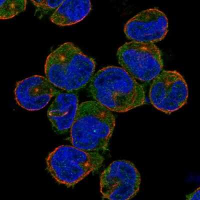 Immunocytochemistry/Immunofluorescence: NLRC3 Antibody [NBP2-55926] - Staining of human cell line NB-4 shows localization to cytosol & microtubule organizing center.