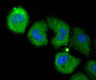 Immunocytochemistry/Immunofluorescence: NLRC3 Antibody [NBP2-75593] - Staining NLRC3 in HUVEC cells (green). The nuclear counter stain is DAPI (blue). Cells were fixed in paraformaldehyde, permeabilised with 0.25% Triton X100/PBS.