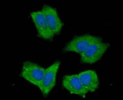 Immunocytochemistry/Immunofluorescence: NLRC3 Antibody [NBP2-75593] - Staining NLRC3 in MCF-7 cells (green). The nuclear counter stain is DAPI (blue). Cells were fixed in paraformaldehyde, permeabilised with 0.25% Triton X100/PBS.