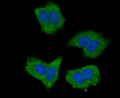 Immunocytochemistry/Immunofluorescence: NLRC3 Antibody [NBP2-75594] - Staining NLRC3 in MCF-7 cells (green). The nuclear counter stain is DAPI (blue). Cells were fixed in paraformaldehyde, permeabilised with 0.25% Triton X100/PBS.