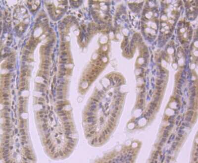 Immunohistochemistry-Paraffin: NLRC3 Antibody [NBP2-75593] - Analysis of paraffin-embedded mouse colon tissue using anti-NLRC3 antibody. Counter stained with hematoxylin.