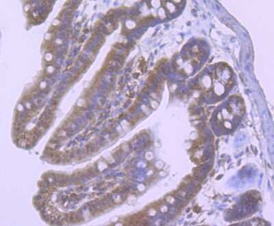 Immunohistochemistry-Paraffin: NLRC3 Antibody [NBP2-75594] - Analysis of paraffin-embedded mouse colon tissue using anti-NLRC3 antibody. Counter stained with hematoxylin.