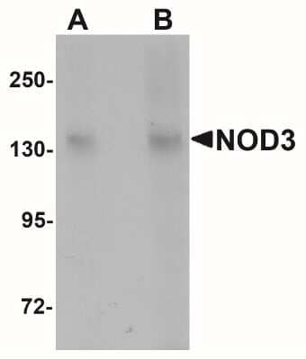 Western Blot: NLRC3 Antibody [NBP2-41123] - Analysis of NOD3 in 3T3 cell lysate with NOD3 antibody at (A) 1 and (B) 2 ug/mL.