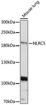 Western Blot: NLRC5 Antibody [NBP2-94777] - Analysis of extracts of mouse lung, using NLRC5 .Exposure time: 3min.