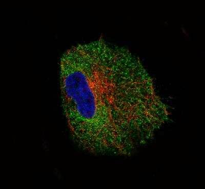 Immunocytochemistry/Immunofluorescence: NLRP3/NALP3 Antibody (CL0210) [NBP2-52879] - Staining of U-87 MG cells using the Anti-NLRP3 monoclonal antibody, showing specific staining in the cytosol in green. Microtubule- and nuclear probes are visualized in red and blue, respectively (where available). Antibody staining is shown in green.