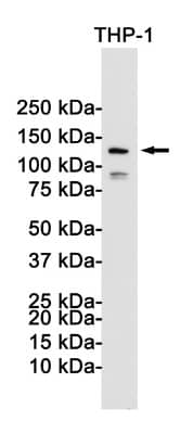 Western Blot: NLRP3/NALP3 Antibody (S07-9E9) [NBP3-20025] - Western blot detection of NLRP3/NALP3 in THP-1 cell lysates using NBP3-20025 (1:1000 diluted). Predicted band size: 118KDa. Observed band size: 118KDa.