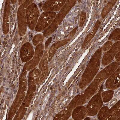 Immunohistochemistry-Paraffin NLRP7 Antibody