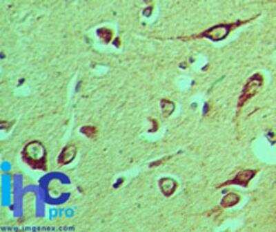 Immunohistochemistry-Paraffin NLRX1 Antibody