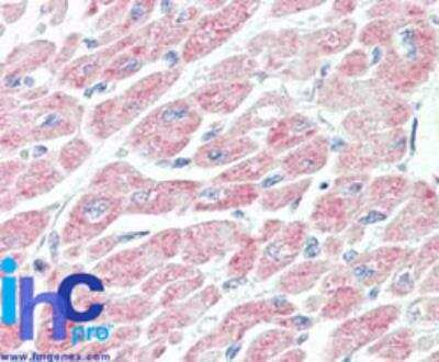 Immunohistochemistry-Paraffin NLRX1 Antibody