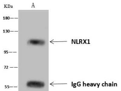 Immunoprecipitation: NLRX1 Antibody [NBP3-12566] - Lane A:0.5 mg MCF7 Whole Cell Lysate4 uL anti-NLRX1 rabbit polyclonal antibody and 60 ug of Immunomagnetic beads Protein A/G.Primary antibody:Anti-NLRX1 rabbit polyclonal antibody,at 1:100 dilution Secondary antibody:Goat Anti-Rabbit IgG (H+L)/HRP at 1/10000 dilutionDeveloped using the ECL technique.Performed under reducing conditions.Predicted band size: 108 kDaObserved band size :110 kDa