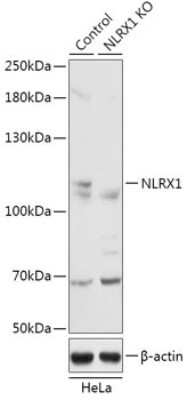 Western Blot: NLRX1 Antibody [NBP3-03820] - Analysis of extracts from normal (control) and NLRx1 knockout (KO) HeLa cells, using NLRx1 antibody at 1:3000 dilution. Secondary antibody: HRP Goat Anti-Rabbit IgG (H+L) at 1:10000 dilution. Lysates/proteins: 25ug per lane. Blocking buffer: 3% nonfat dry milk in TBST.