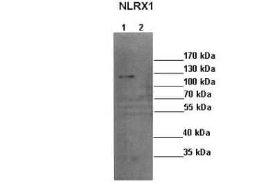 Western Blot: NLRX1 Antibody [NBP2-87928] - Sample Type: Lane 1: 35ug mouse neuroblastoma cells w/ empty vector Lane 2: 35ug mouse neuroblastoma cells w/ NLRX1 siRNA Primary Antibody Dilution:  1:1000 Secondary Antibody: Anti-rabbit-HRP Secondary Antibody Dilution:  1:1000 Color/Signal Descriptions