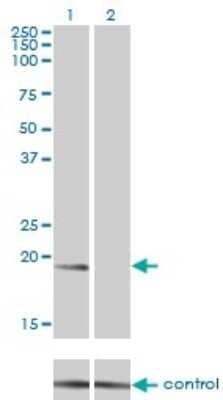 Western Blot: NM23-H1 Antibody (2H1) [H00004830-M01] - Analysis of NME1 over-expressed 293 cell line, cotransfected with NME1 Validated Chimera RNAi ( Cat # H00004830-R01V ) (Lane 2) or non-transfected control (Lane 1). Blot probed with NME1 monoclonal antibody (M01), clone 2H1 (Cat # H00004830-M01 ). GAPDH ( 36.1 kDa ) used as specificity and loading control.